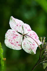 Image showing hydrangea detail blossom