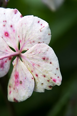 Image showing hydrangea detail blossom