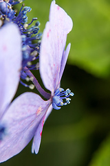 Image showing hydrangea detail blossom