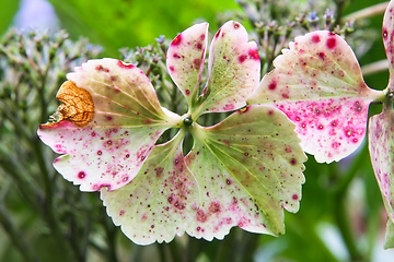 Image showing hydrangea detail blossom