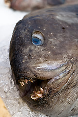 Image showing Ugly deep-water fish