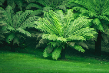 Image showing typical green fern at south Great Britain UK England