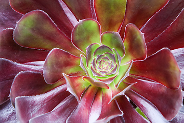 Image showing beautiful red green succulent plant