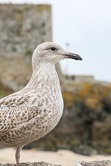 Image showing seagull head detail background