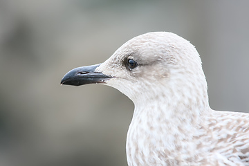 Image showing seagull head detail background