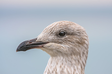 Image showing seagull head detail background