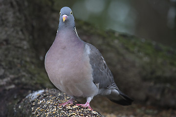 Image showing wood pigeon