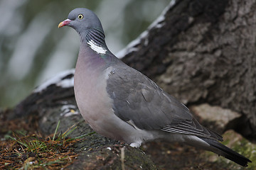 Image showing wood pigeon