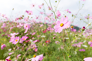 Image showing Pink cosmos flower blooming in the field