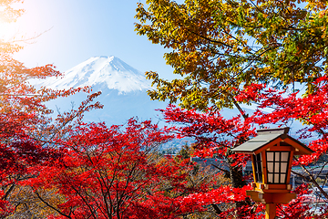 Image showing Mount Fuji and maple tree