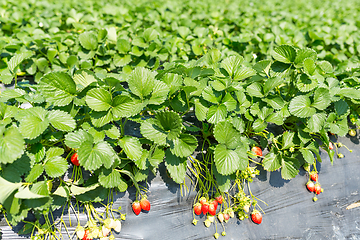 Image showing Fresh Strawberry field