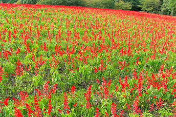 Image showing Red Salvia farm