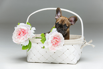 Image showing cute french bulldog puppy in basket