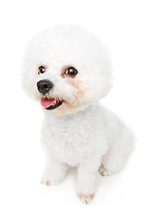 Image showing beautiful bichon frisee dog