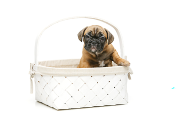 Image showing cute french bulldog puppy in basket