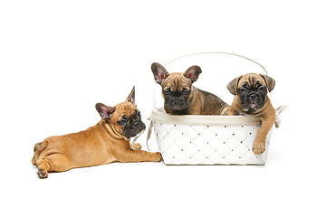 Image showing cute french bulldog puppy in basket