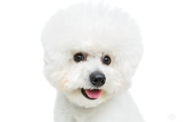 Image showing beautiful bichon frisee dog