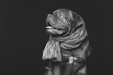 Image showing beautiful bordeaux dogue dog in scarf