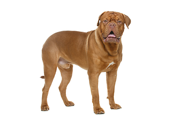 Image showing beautiful bordeaux dogue dog