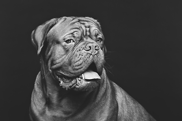 Image showing beautiful bordeaux dogue dog