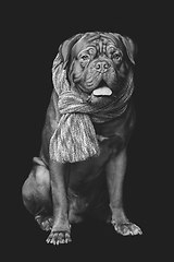 Image showing beautiful bordeaux dogue dog in scarf