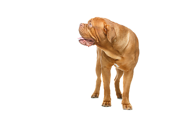 Image showing beautiful bordeaux dogue dog