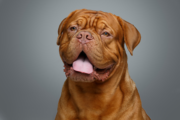Image showing beautiful bordeaux dogue dog
