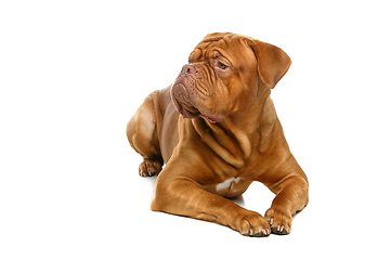 Image showing beautiful bordeaux dogue dog