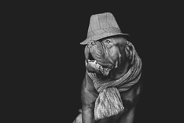 Image showing beautiful bordeaux dogue dog in scarf