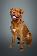 Image showing beautiful bordeaux dogue dog