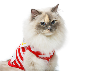 Image showing beautiful birma cat in red pullover