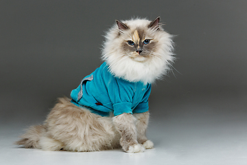 Image showing beautiful birma cat in blue shirt