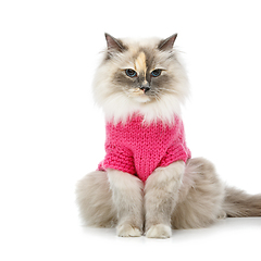 Image showing beautiful birma cat in pink pullover