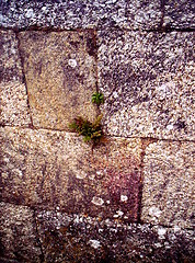 Image showing Live stone wall