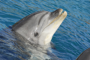 Image showing Dolphinarium