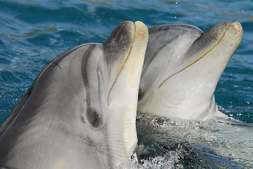 Image showing Dolphinarium