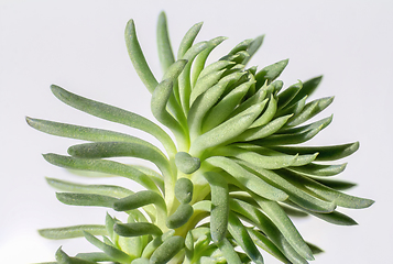 Image showing macro shot of a succulent plant detail