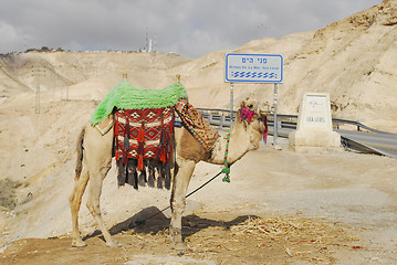 Image showing Camel