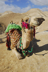 Image showing Camel