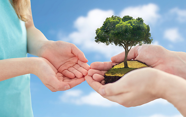 Image showing close up of father's and girl's hands holding tree