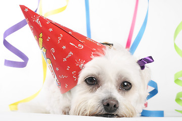 Image showing Party Pooch