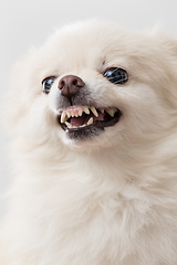 Image showing Angry pomeranian