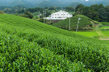 Image showing Green Tea plantation in Japan