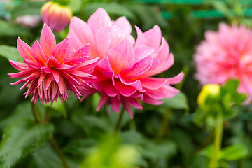 Image showing Pink Chrysanthemums garden