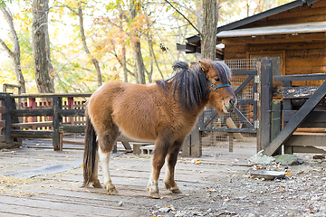 Image showing Lovely Horse in farm