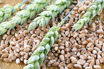 Image showing harvested cereal, close up