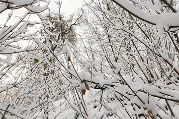 Image showing snow-covered branches of young trees