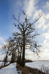 Image showing number of bare trees, which grow mistletoe