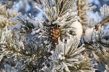 Image showing tree with a frost