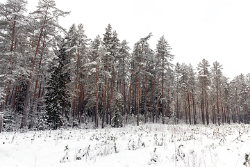 Image showing trees with snow